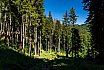 V pozad&iacute; such&yacute; smrek určen&yacute; na ťažbu
 - Urbari&aacute;t Valča